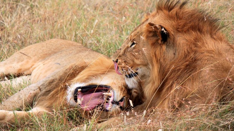 Safarioplevelser i Kenya